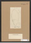 Surirella sp. (de-Toni-Nr.: Genus 53) Zeichnungen Sammlung Grunow Nr. 4848 (NHMW-BOT-W0373020)